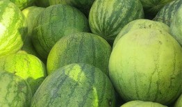 网红吃籽瓜,口感独特引热议！